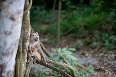 Monkey sitting on land in forest