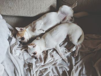 High angle view of dog lying down