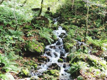 Scenic view of waterfall in forest