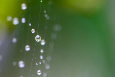 Close-up of water drops on spider web