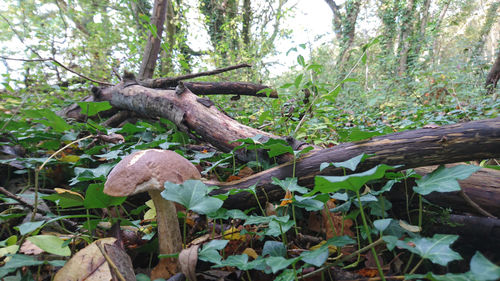 Trees in forest