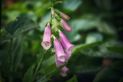 Close-up of pink flowering plant
