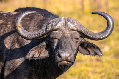 Close-up portrait of a horse