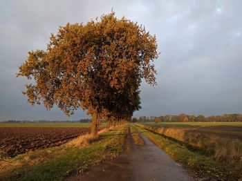 Close-up of tree by road against sky