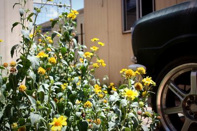 View of yellow flowering plant