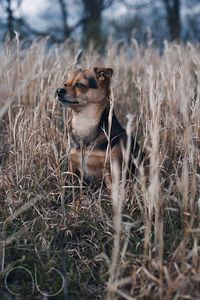 Close-up of dog on grassy field