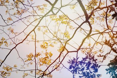 Low angle view of flowering tree against sky