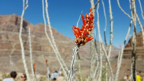 Close-up of plant against sky