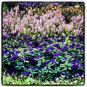 Close-up of purple flowers blooming on field