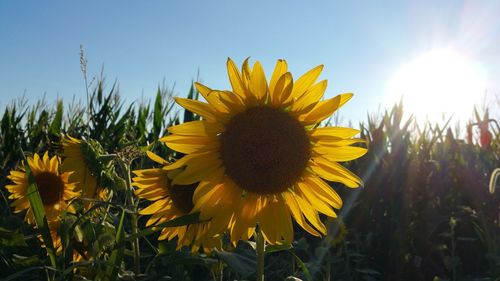 Close-up of sunflower blooming on field against clear sky