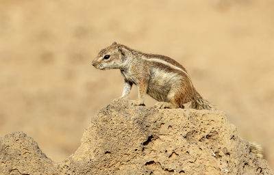 Chipmunk on stone