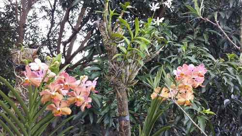 Close-up of pink flowers blooming on plant