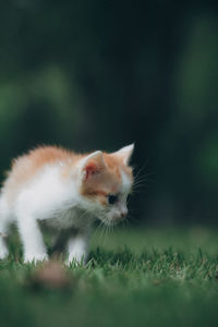 Cat looking away on field