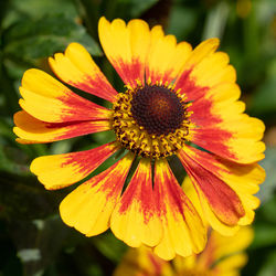 Close-up of helens flower, helenium