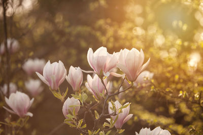 Close-up of flowers blooming on tree