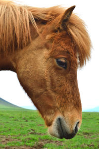Close-up of horse on field