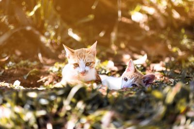 Portrait of a cat on field