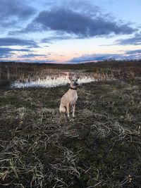 Dog sitting on field against sky