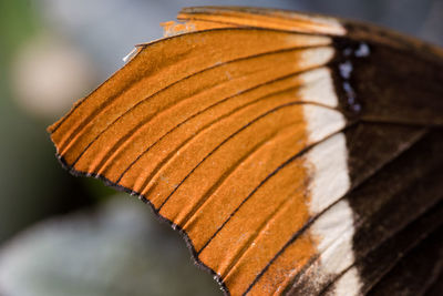 Close-up of orange leaves