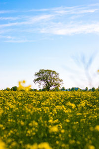 Scenic view of green field against sky