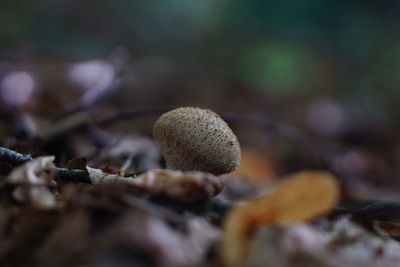 Close-up of mushroom growing on field