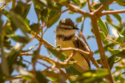 Low angle view of bird perching on branch