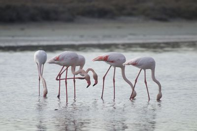 animal themes