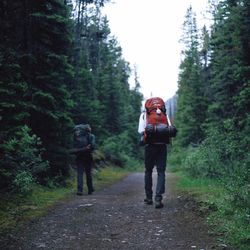 Rear view of hikers walking on road amidst trees