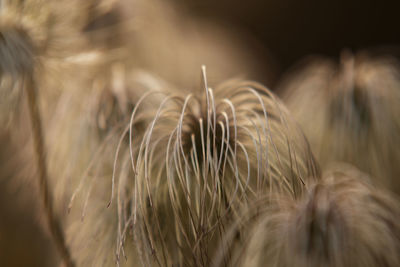 Close-up of clematis