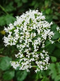 Close-up of white flowering plant