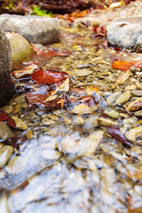 Full frame shot of leaves in market