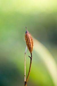 Close-up of plant pod