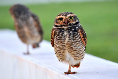 Portrait of owl perching on retaining wall