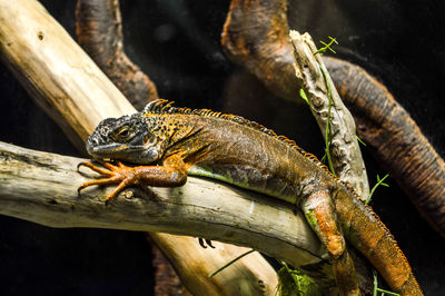 Close-up of iguana on tree 