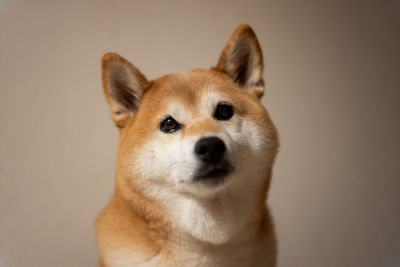 Close-up portrait of a dog