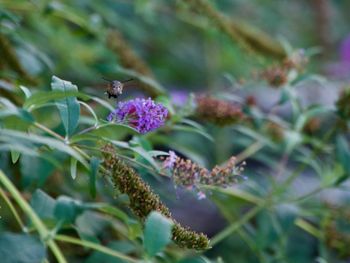 Close-up of bee on flower