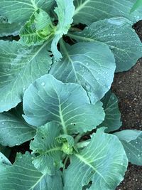 Close-up of green leaf