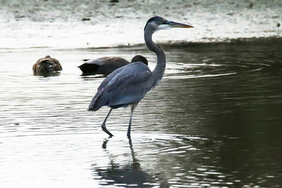 High angle view of gray heron on water