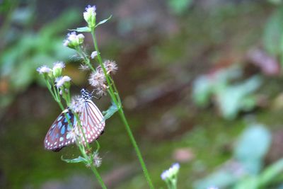 Close-up of butterfly on flower