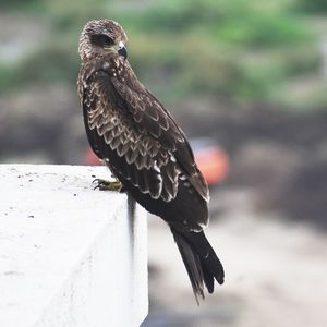 Close-up of eagle perching on wood