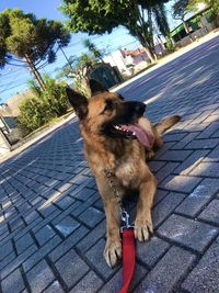 Dog looking away on street