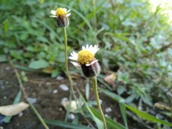 Close-up of white flowering plant on field