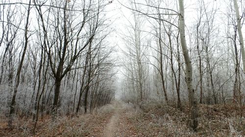 Bare trees in forest against sky