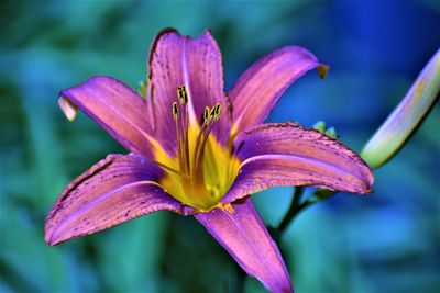 Close-up of pink lily flower