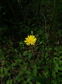 Close-up of yellow flower blooming in field