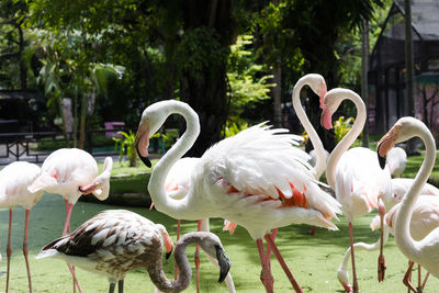 Birds in lake