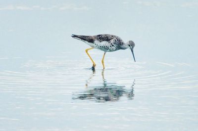 Bird perching on a lake