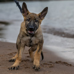 Portrait of dog on beach