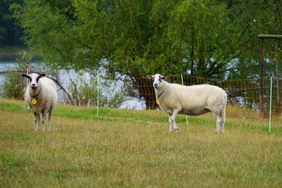 Sheep standing in a field