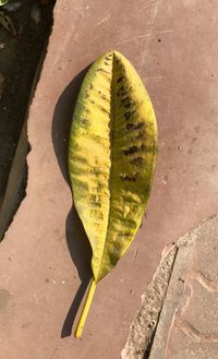 High angle view of yellow leaf on floor